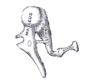 Middle Ear